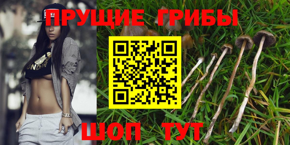 где найти   Галлюциногенные грибы Psilocybine cubensis  Алексин  Вход с VPN  Галлюциногенные грибы прущие грибы 